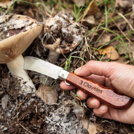 Harvest and mushroom pocket knife with blade lock