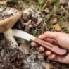 Navaja recolección y setas con bloqueo de hoja Navaja recolección y setas con bloqueo de hoja