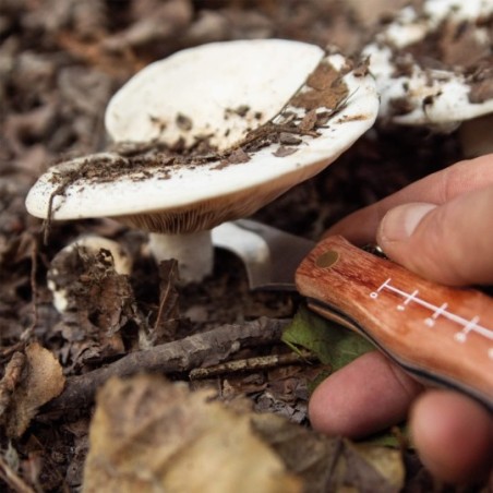 Couteau de poche pour champignons avec brosse, règle et housse